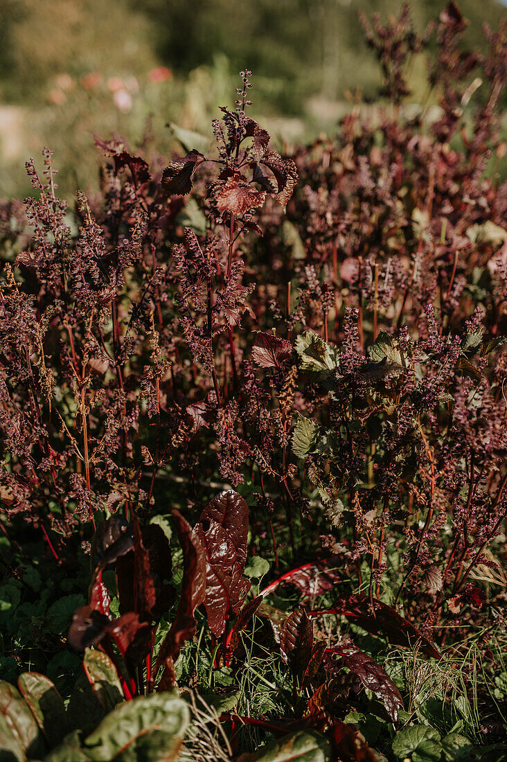 Red basil (Ocimum basilicum) in a sunny garden bed