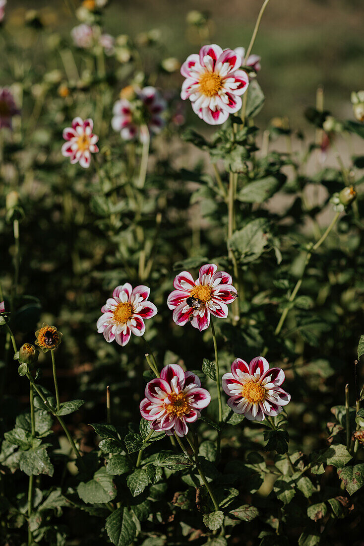 Dahlien (Dahlia) mit rot-weißen Blüten im Garten