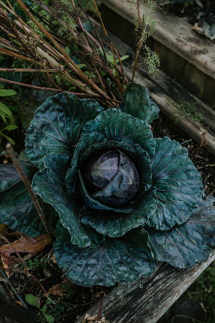 Kale in the autumn garden on a wooden bench