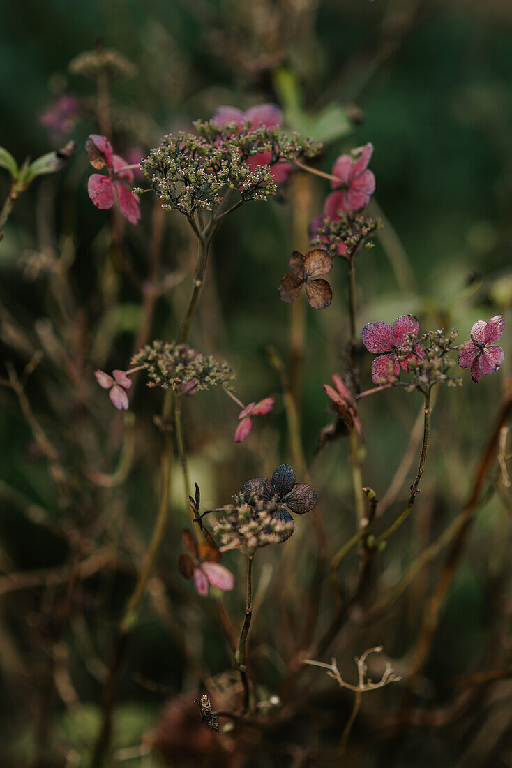 Dried hydrangea flowers in the autumn garden