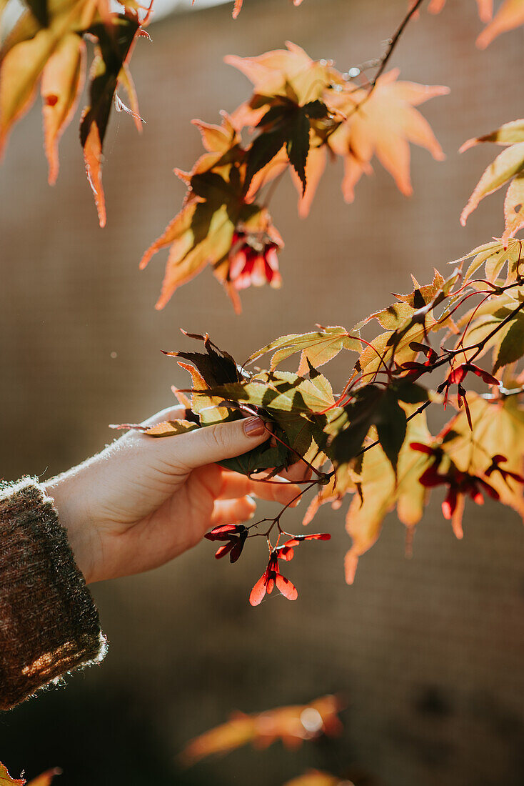 Hand, die Ahornzweig mit leuchtendem Herbstlaub berührt