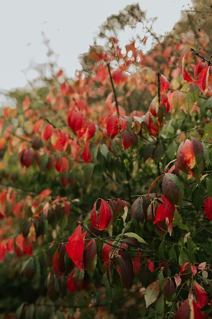 Autumn-coloured foliage of a dogwood bush in the garden