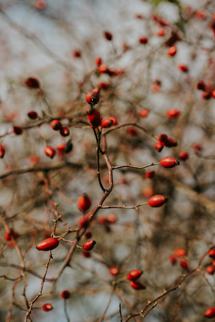 Rosehip branches in the winter garden