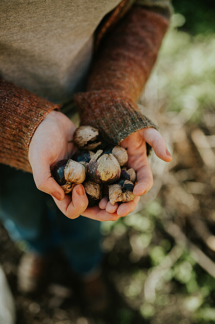 Collected nuts in the hands of a person in the autumn garden