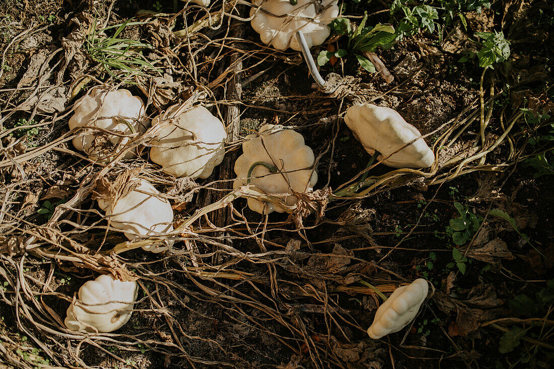 White patissons in the autumn vegetable patch