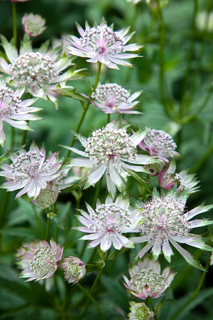 Astrantia major in the summer garden