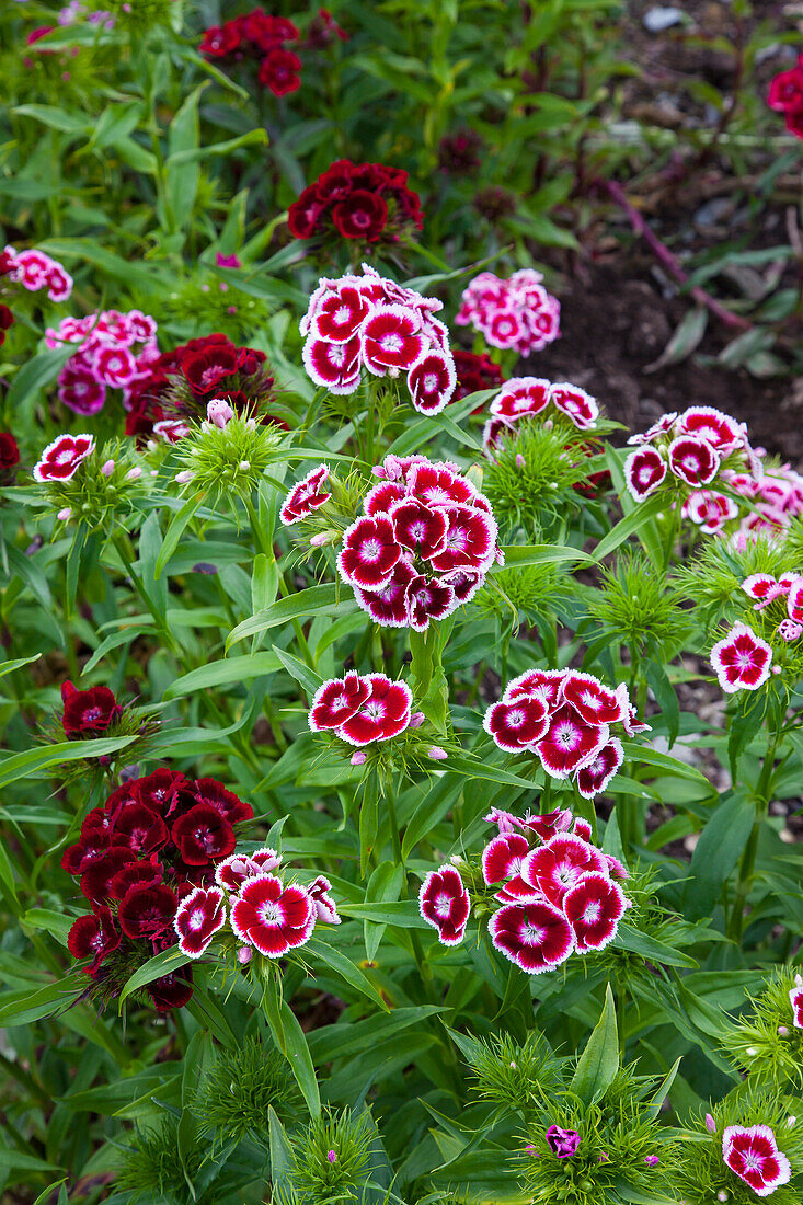 Bartnelken (Dianthus barbatus) in voller Blüte im Sommergarten