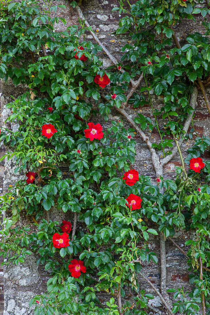 Red flowers on a brick wall in the garden