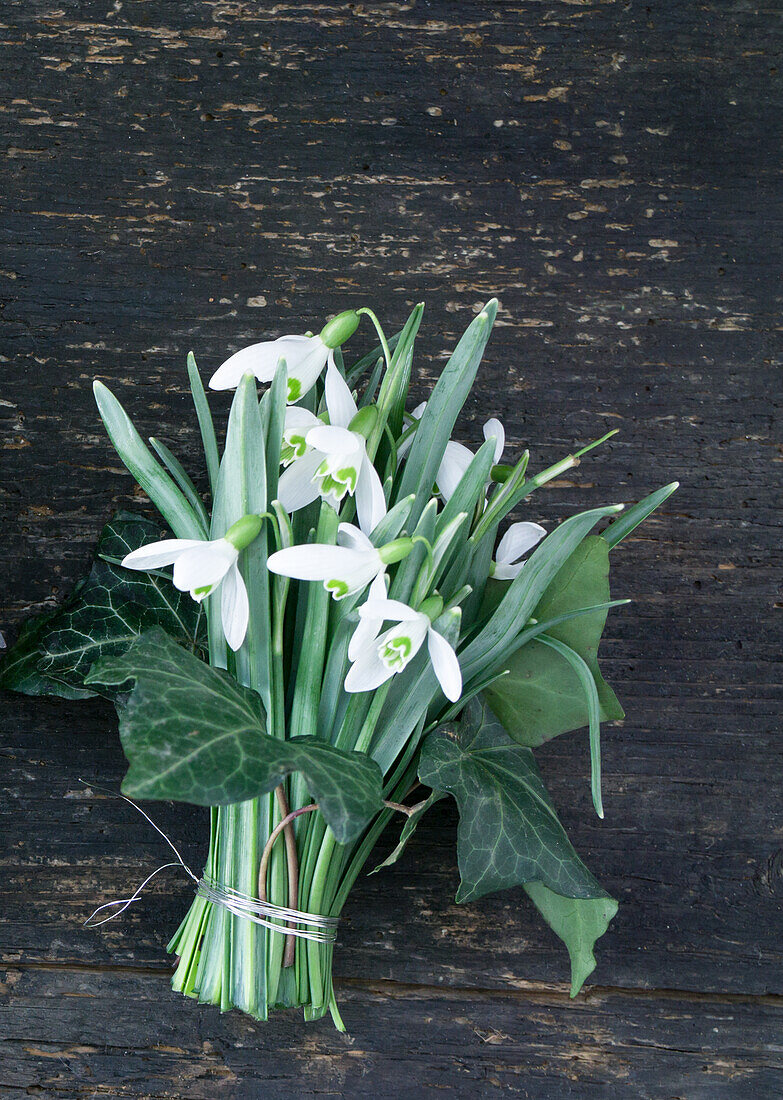 Bouquet of snowdrops with ivy leaves