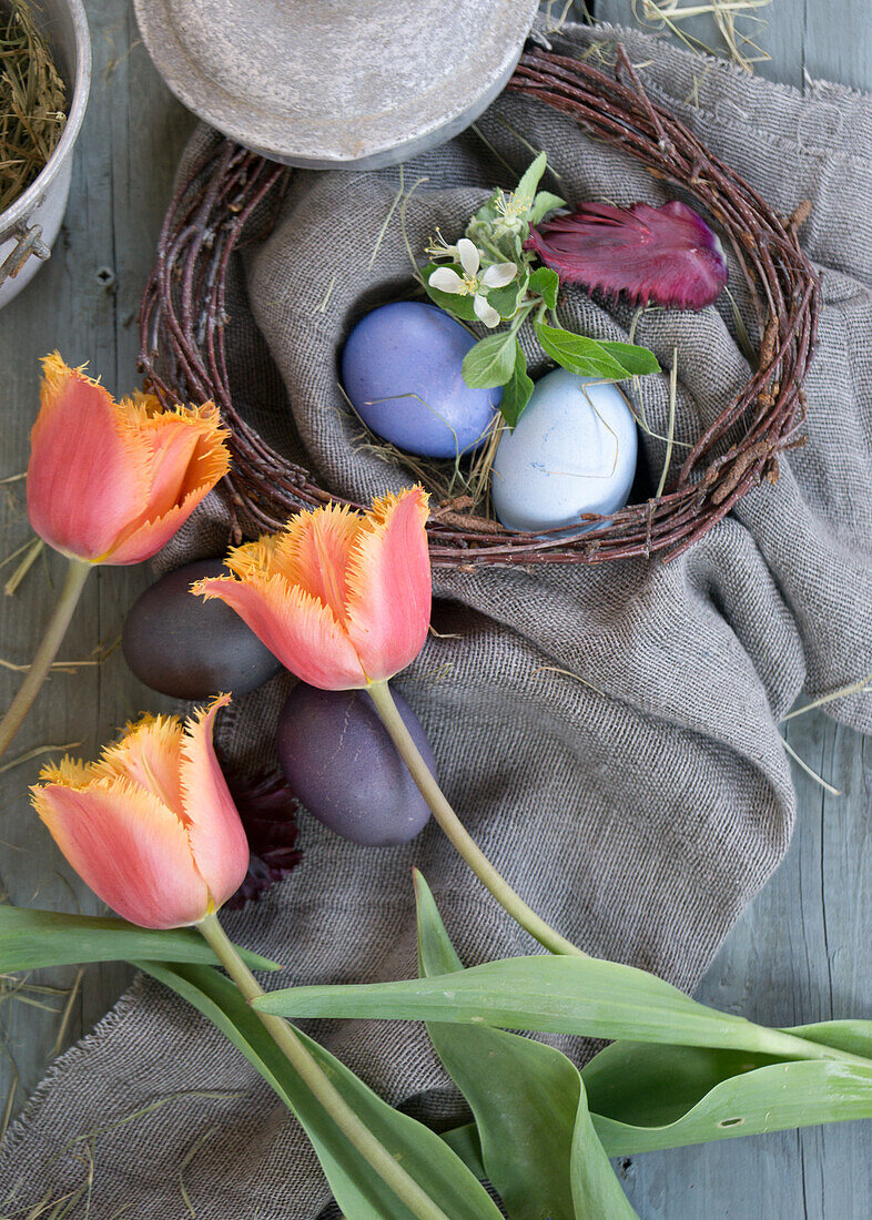 Arrangement mit Birkenkranz, Ostereiern, gefärbt mit Rotkohl und Rote Bete, und Tulpen (Tulipa)