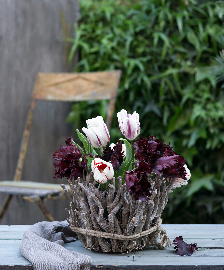 Tulips (Tulipa) in a container, surrounded by gnarled branches