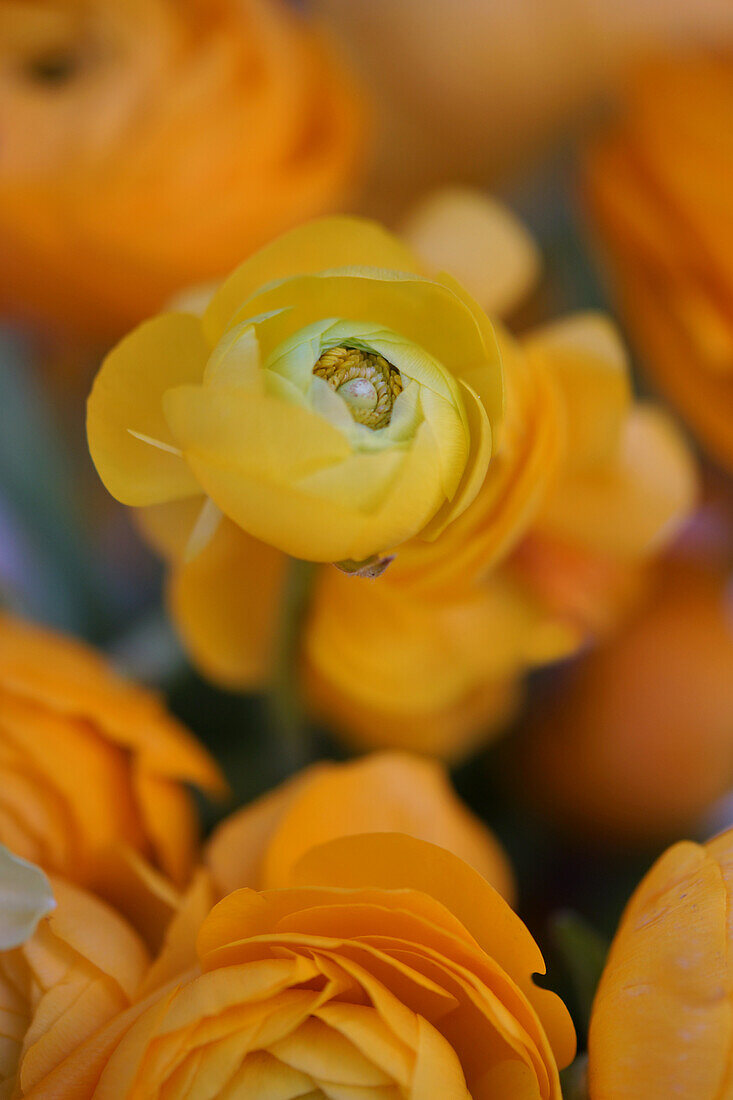 Gelbe geschlossene Ranunkelblüten (Ranunculus), close-up