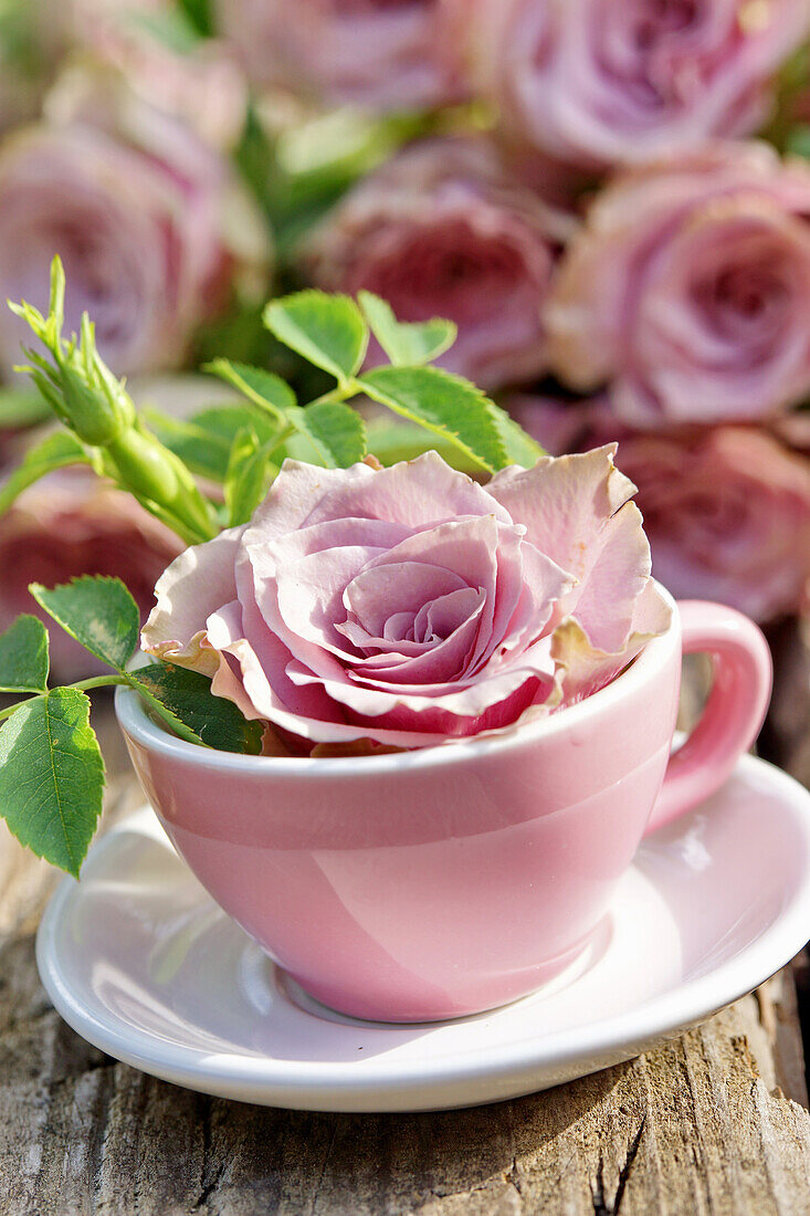 Tasse mit rosafarbener Rosenblüte (Rosa), close-up