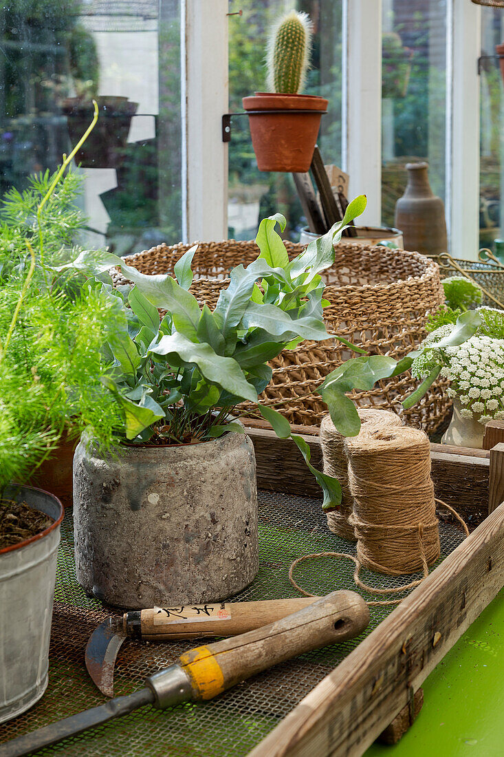 Verschiedene Topfpflanzen und Gartengeräte auf einem Gartentisch im Gewächshaus