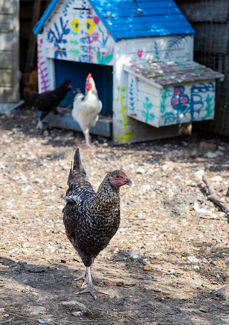 Hühner vor bemaltem Stall im ländlichen Außenbereich