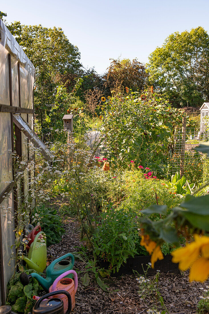 Wild bewachsener Gemüsegarten mit Sonnenblumen, Gießkannen und Gewächshaus im Sommer