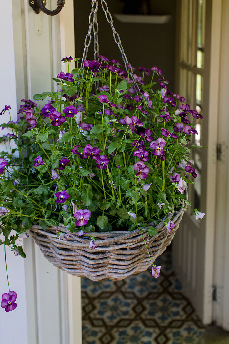 Hanging basket with purple violets (Viola) at the front door