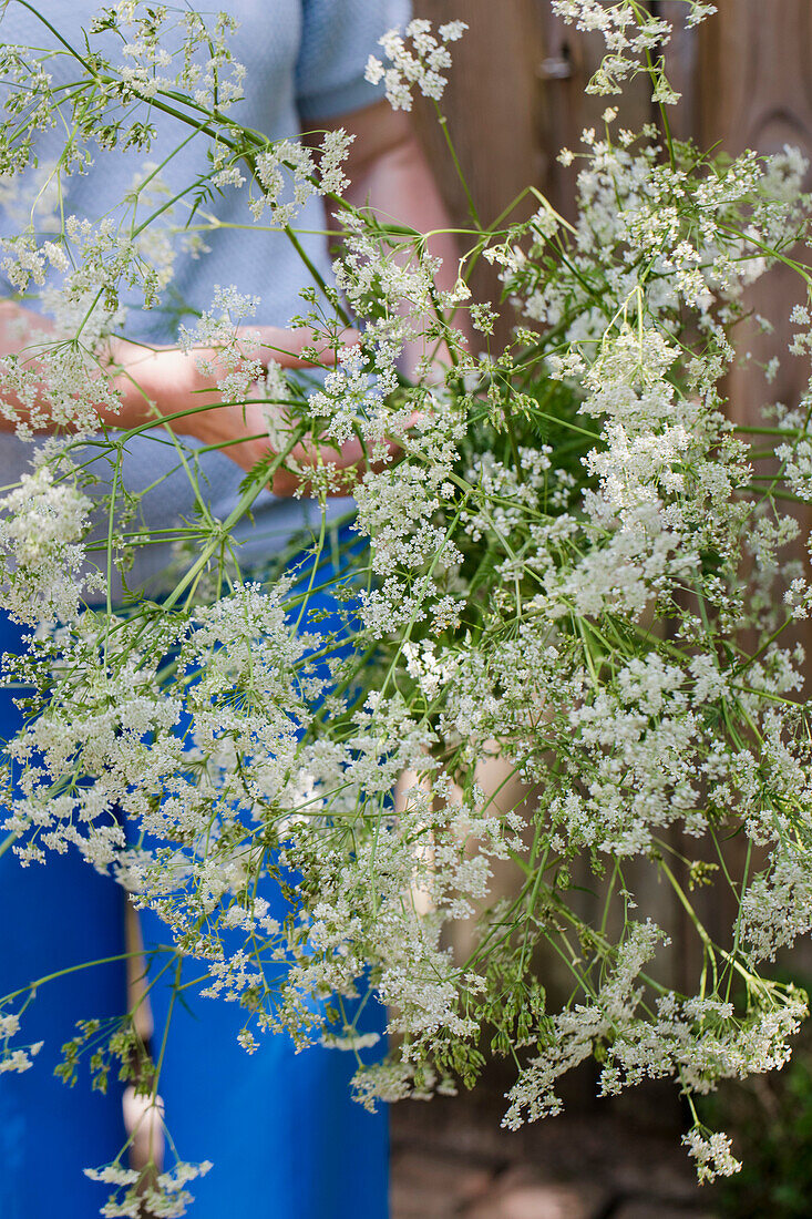 Bouquet of flowering meadow chervil (Anthriscus sylvestris) in the garden