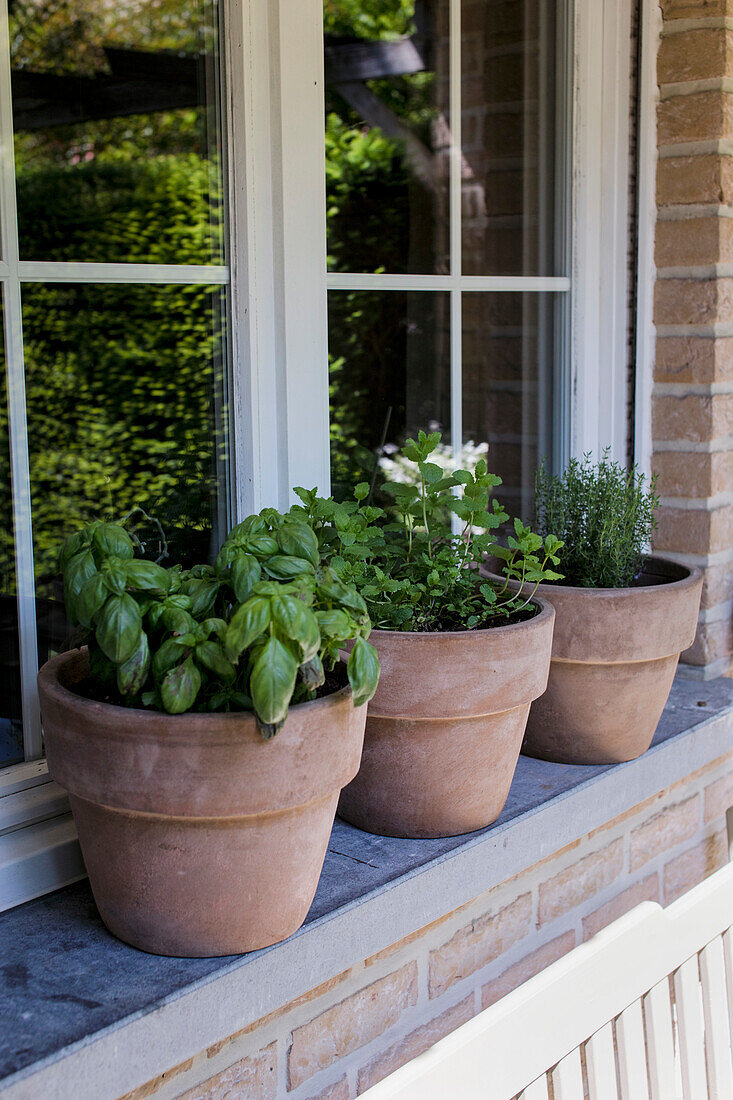 Herb pots with basil, mint and thyme on a windowsill