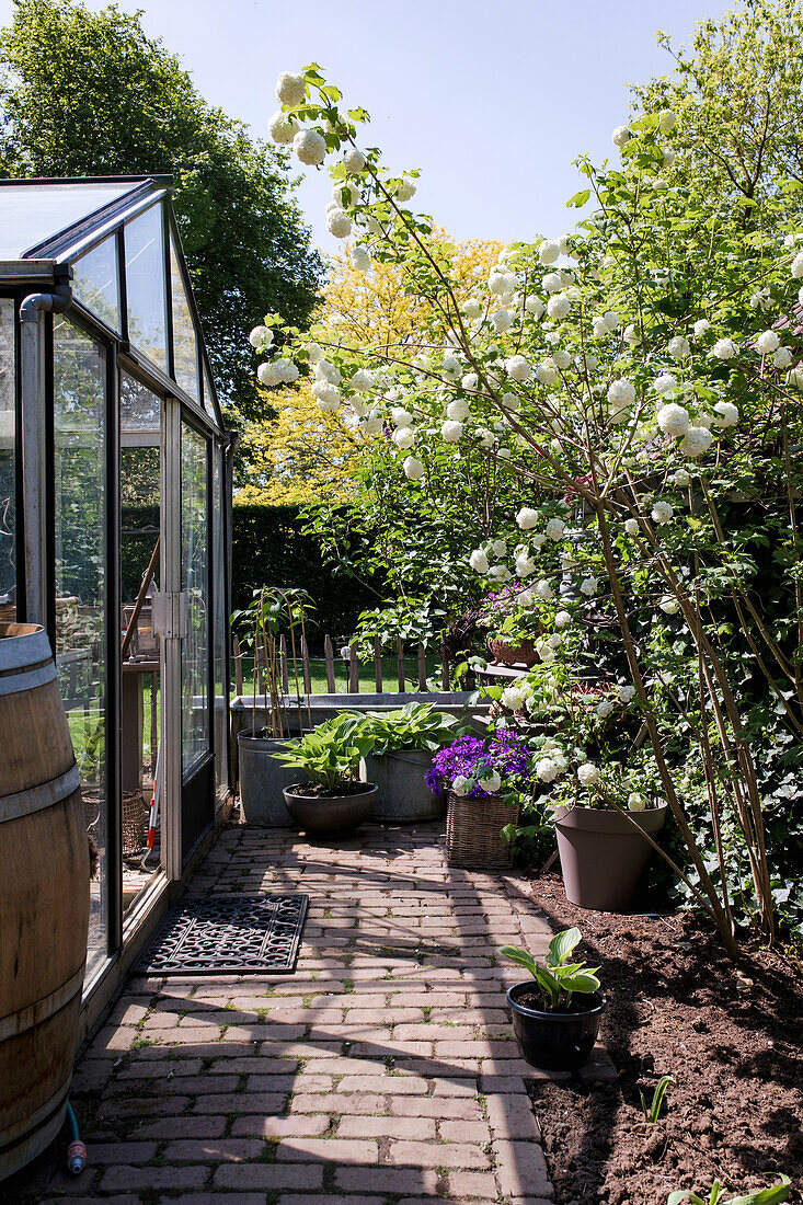 Plant-filled garden path with flowering shrub and greenhouse in spring