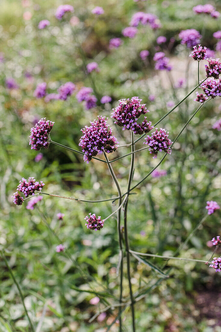 Eisenkraut (Verbena bonariensis) blühend im Sommergarten