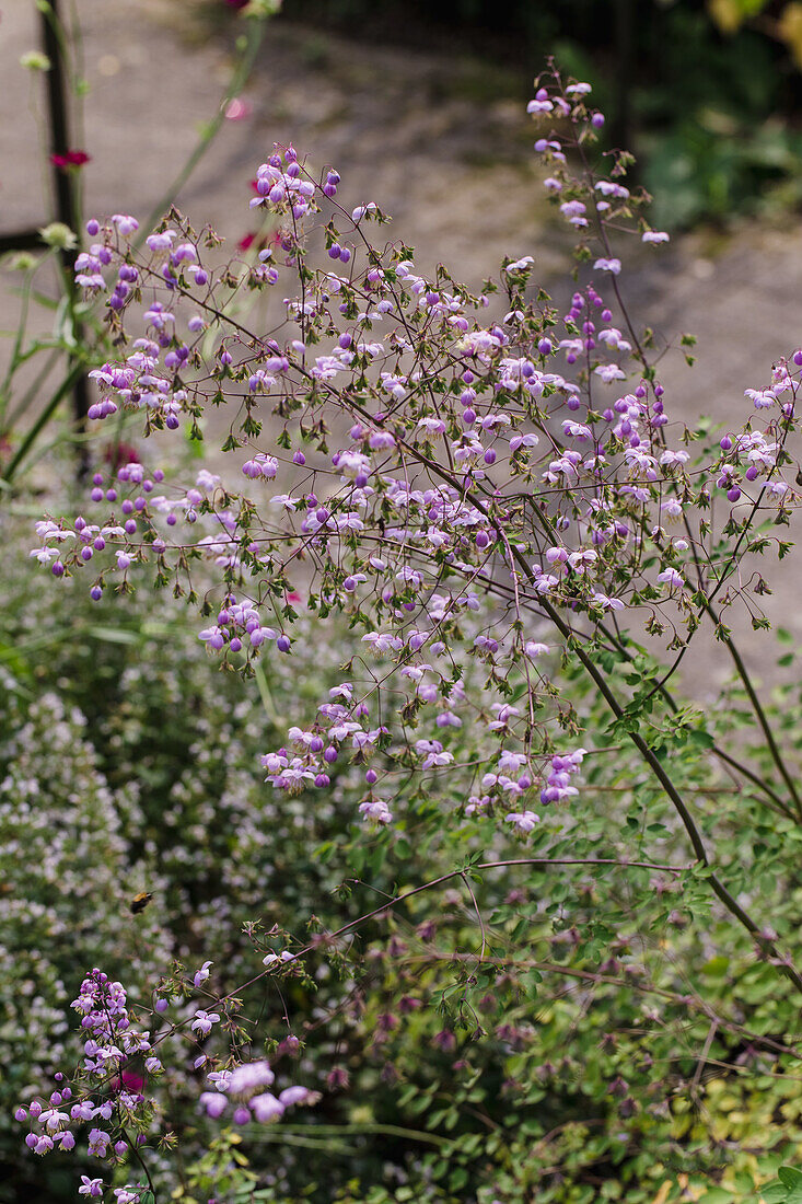 Waldrebe (Thalictrum) mit zarten violetten Blüten im Garten