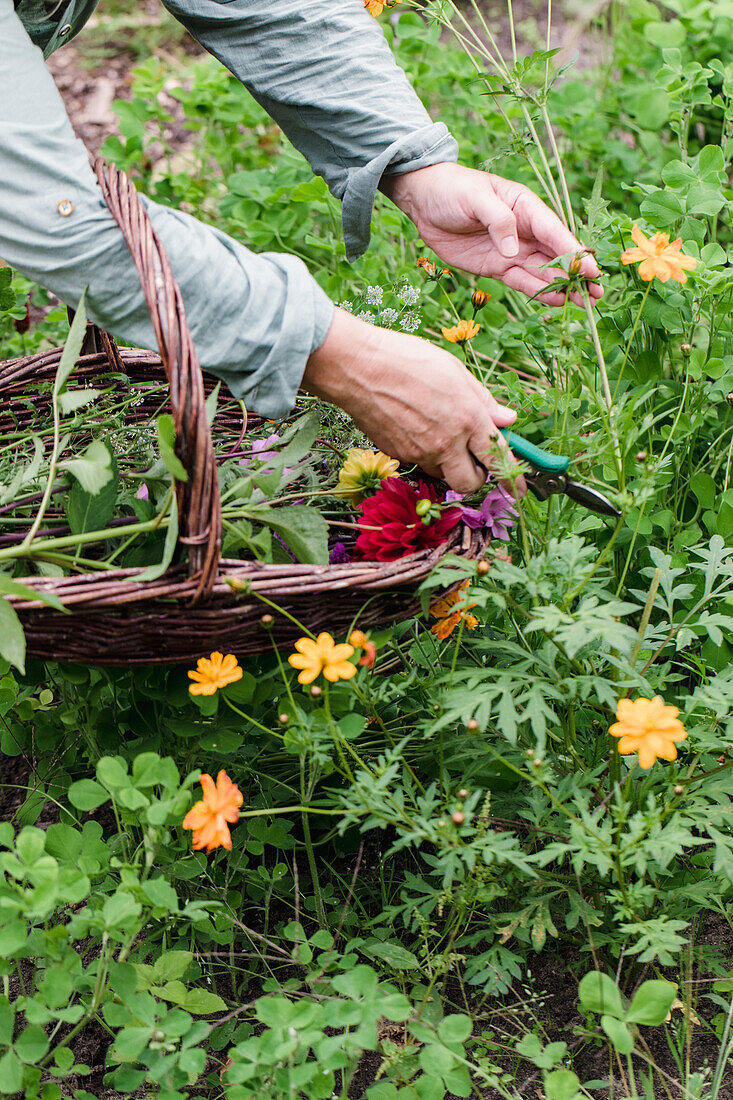 Person schneidet bunte Blumen im Garten mit einer Gartenschere