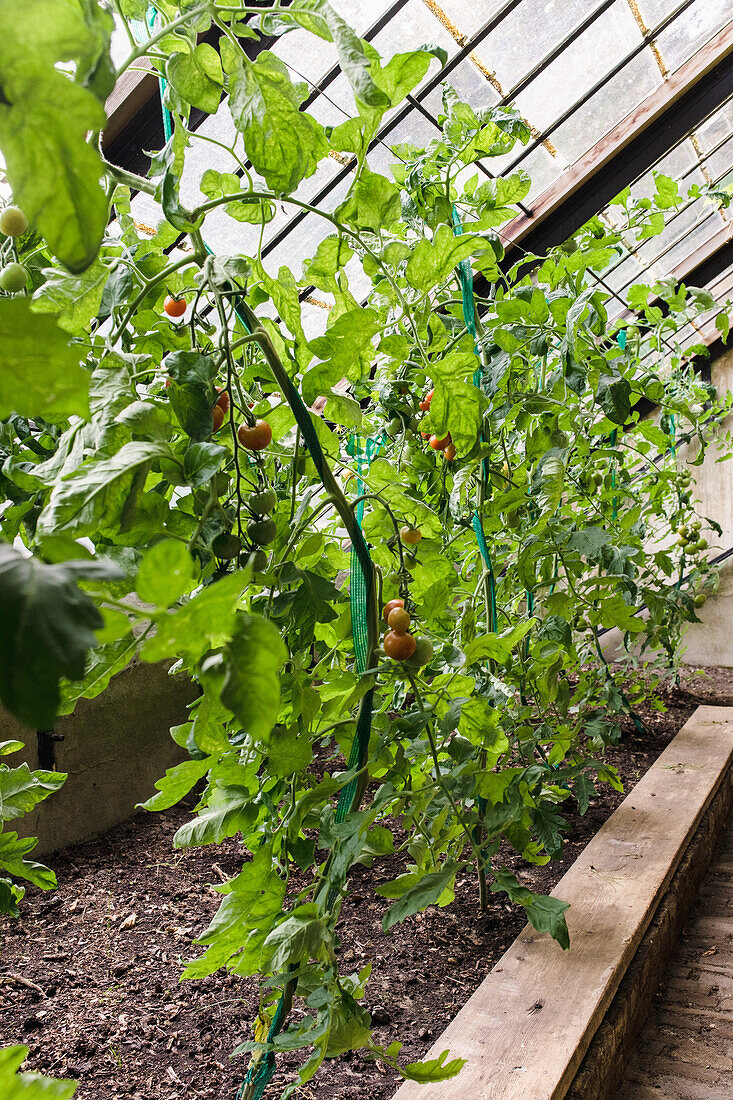 Tomato plants in the greenhouse with ripening fruits