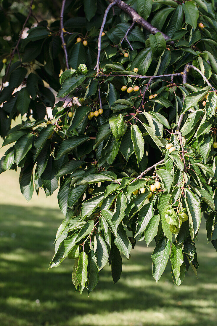 Zweig eines Kirschbaums mit gelben Kirschen im Garten