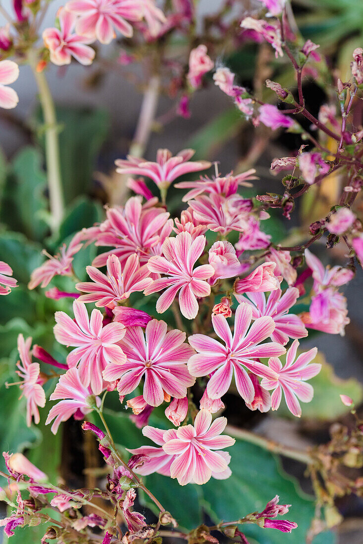 Bitterroot with pink and white striped flowers in the garden