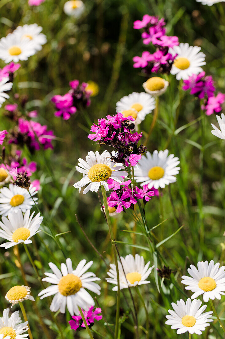 Bunte Wildblumen im Sommergarten