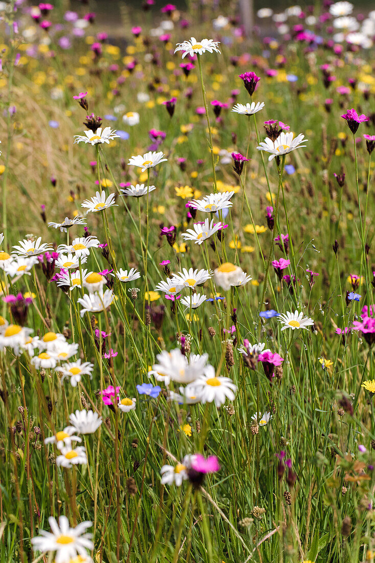 Blooming wildflower meadow for more biodiversity