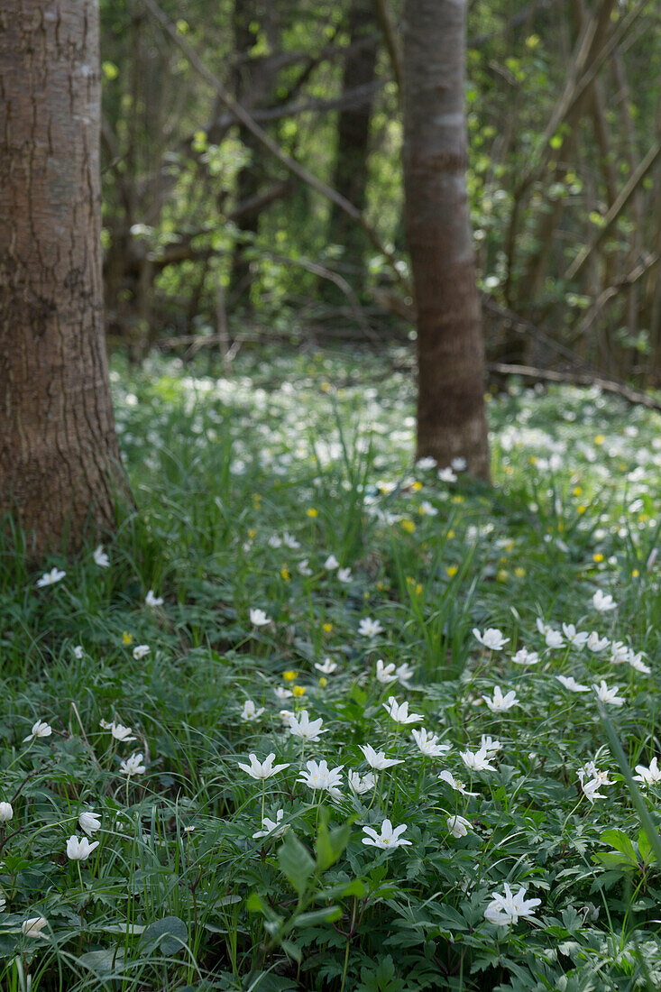Wood anemone (Anemone nemorosa) in the forest