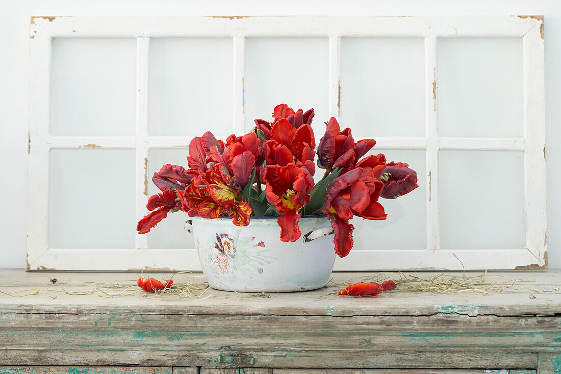 Bouquet of red parrot tulips (Tulipa) in enamel pot