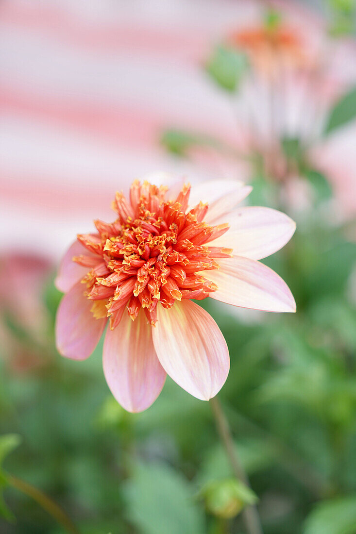 Dahlia in full bloom in the garden