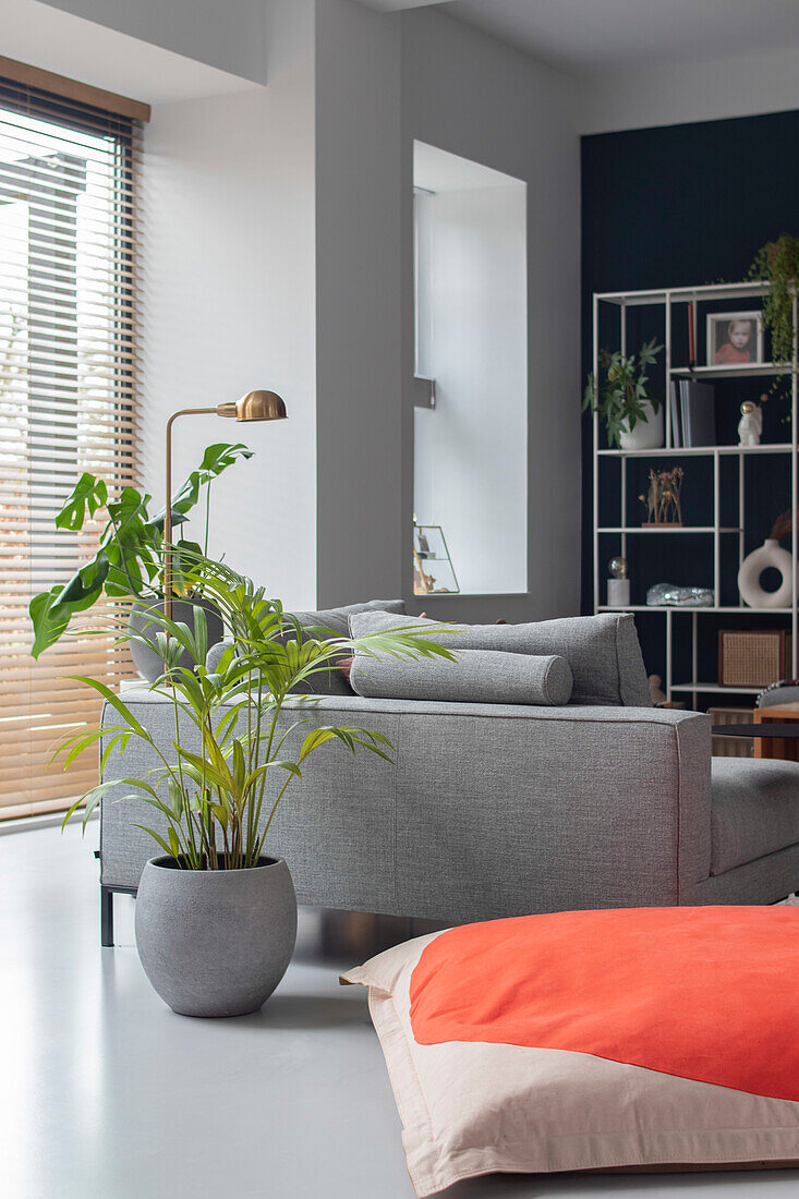 Grey corner sofa in modern living room with green houseplants and white shelf