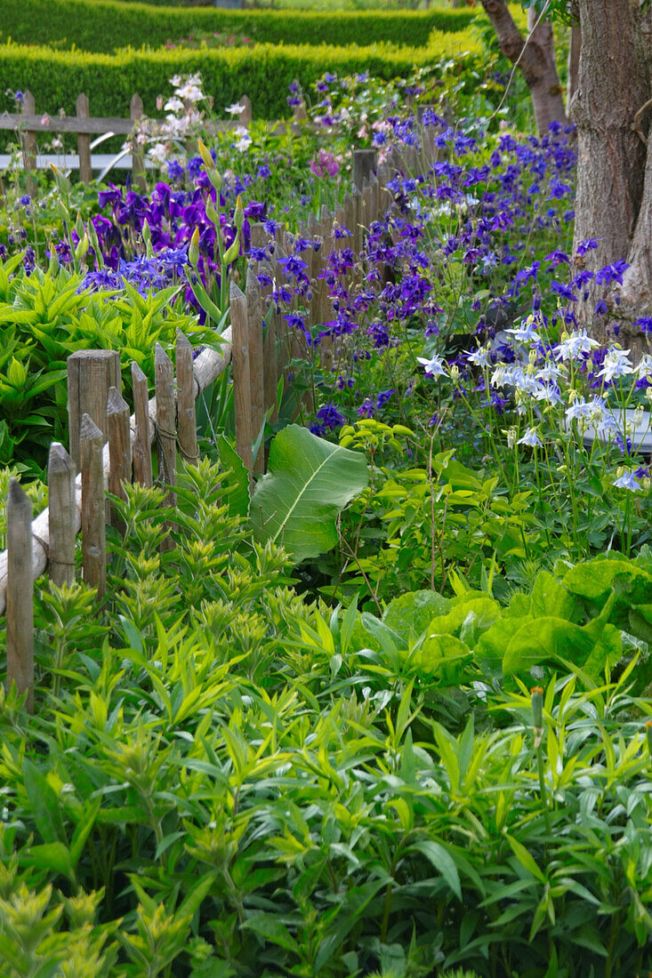Cottage garden with wooden fence, vegetables and flowers