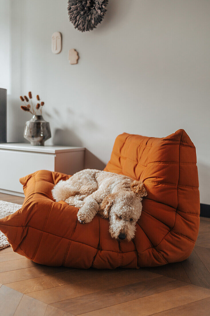 Hund liegt schlafend auf orangefarbenem gepolstertem Sessel im Wohnzimmer