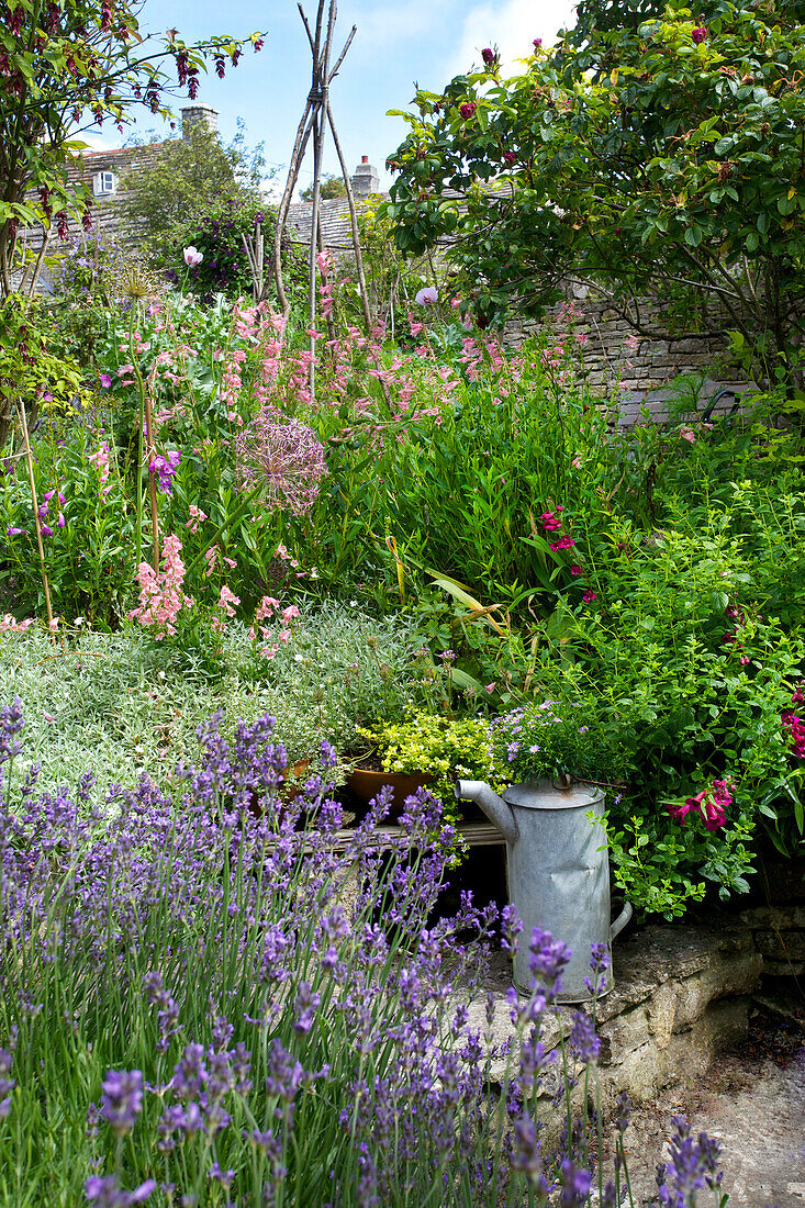 Colorful perennial garden with lavender and watering can on the stone path