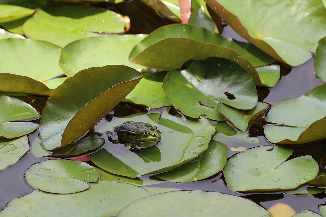 Frosch auf Seerosenblättern im Teich