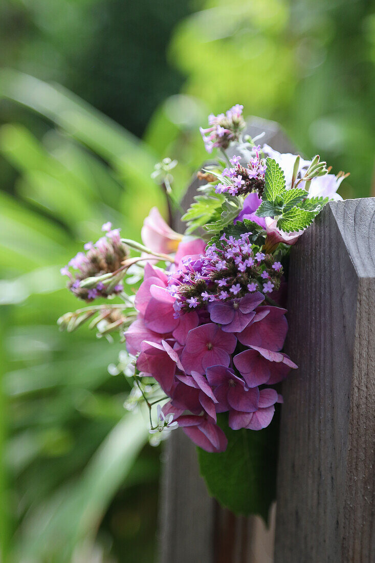 Bouquet of hydrangea flowers (Hydrangea) and verbena on a wooden fence