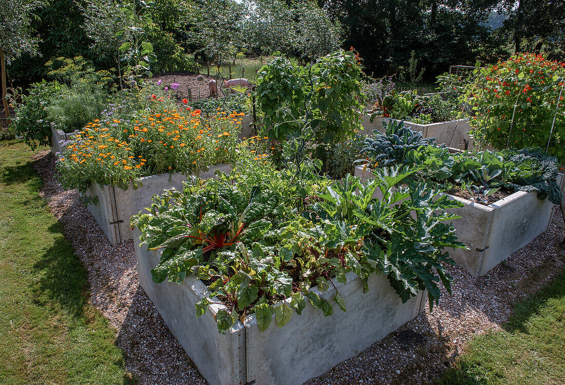 Raised beds in the summer vegetable garden with chard and marigolds