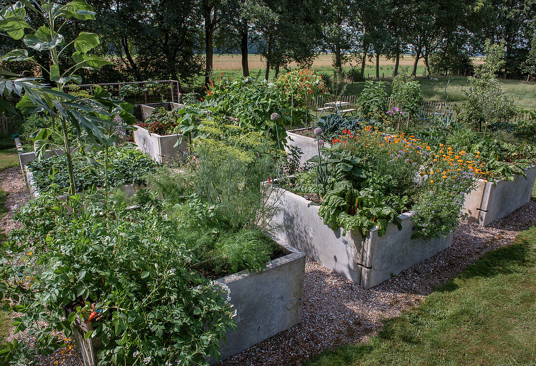 Raised beds with vegetables and flowers in the summer garden