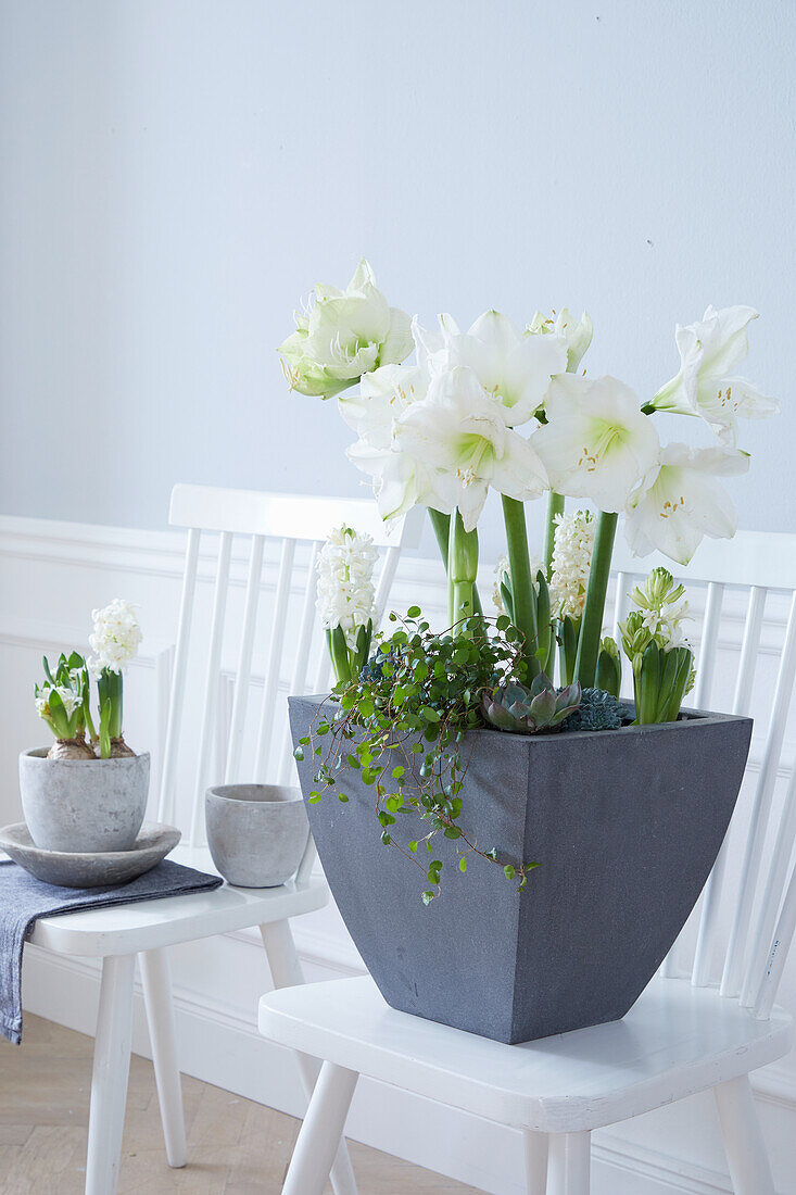 Weiße Amaryllis, Hyazinthe und Pilea glauca im Blumentopf