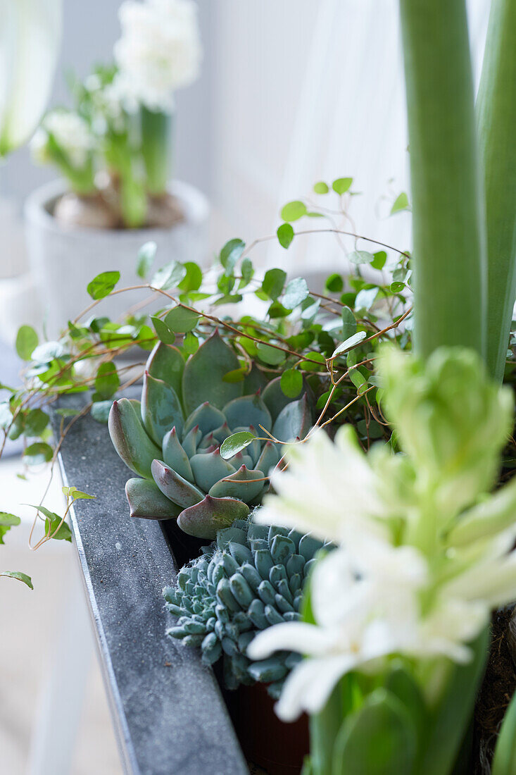 Weiße Hyazinthe, Sukkulenten und Pilea glauca