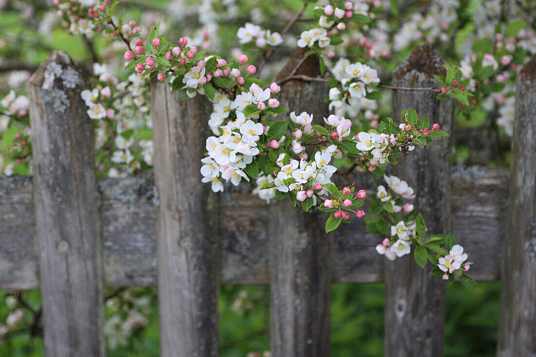 Ornamental apple blossoms on the wooden fence
