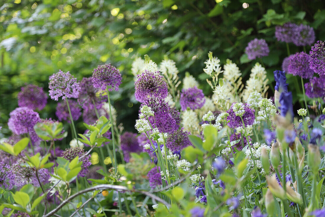 Spring bed with Allium and white spur flower (Centranthus)