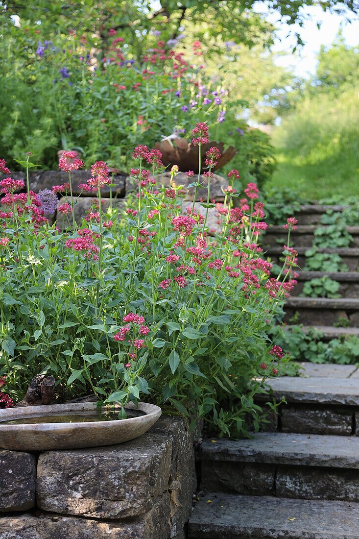 Spur flowers (Centranthus) on a wall with bird bath