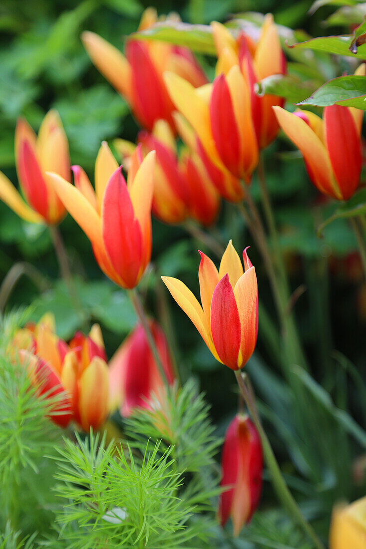 Persische Zwergtulpe (Tulipa clusiana) 'Tubergen Gem'