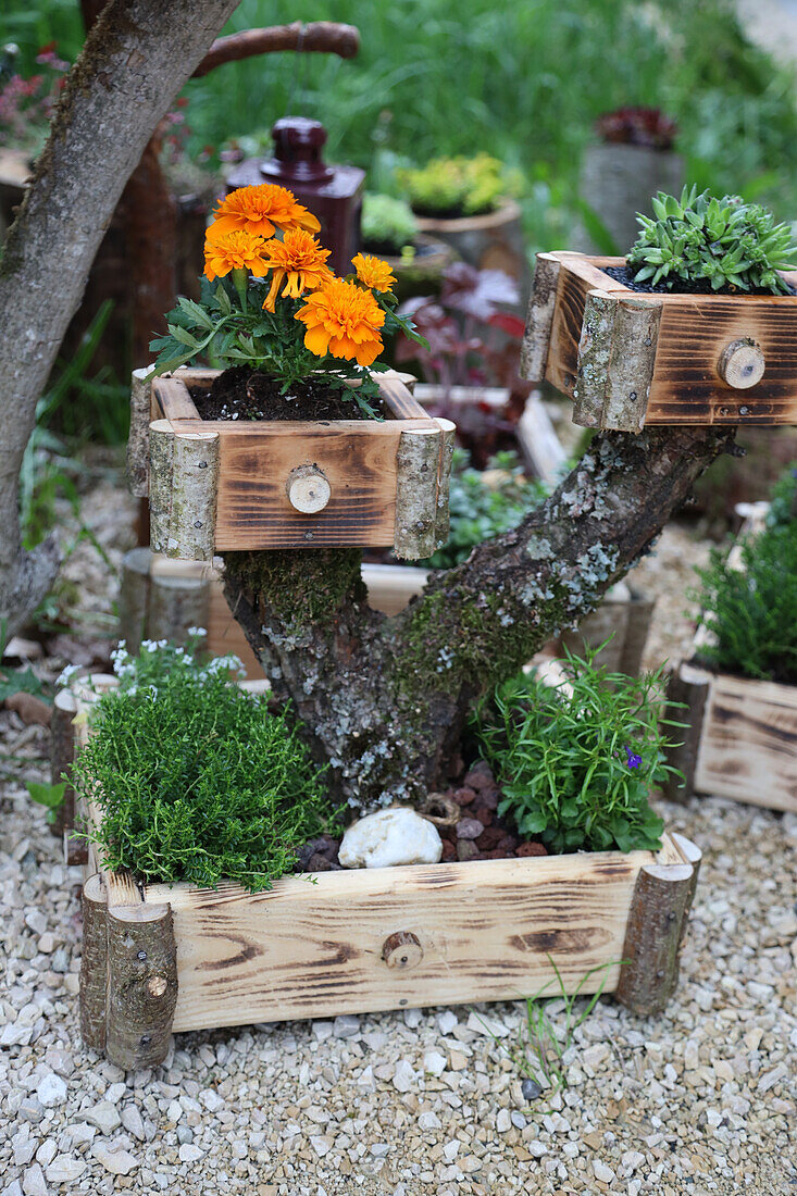 Mit Studentenblumen (Tagetes) bepflanzte Holzschubladen